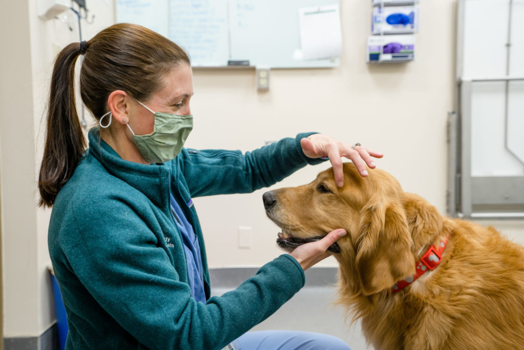 veterinarian examines Golden Retriever