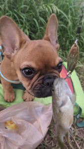 French bulldog puppy sniffing a fish