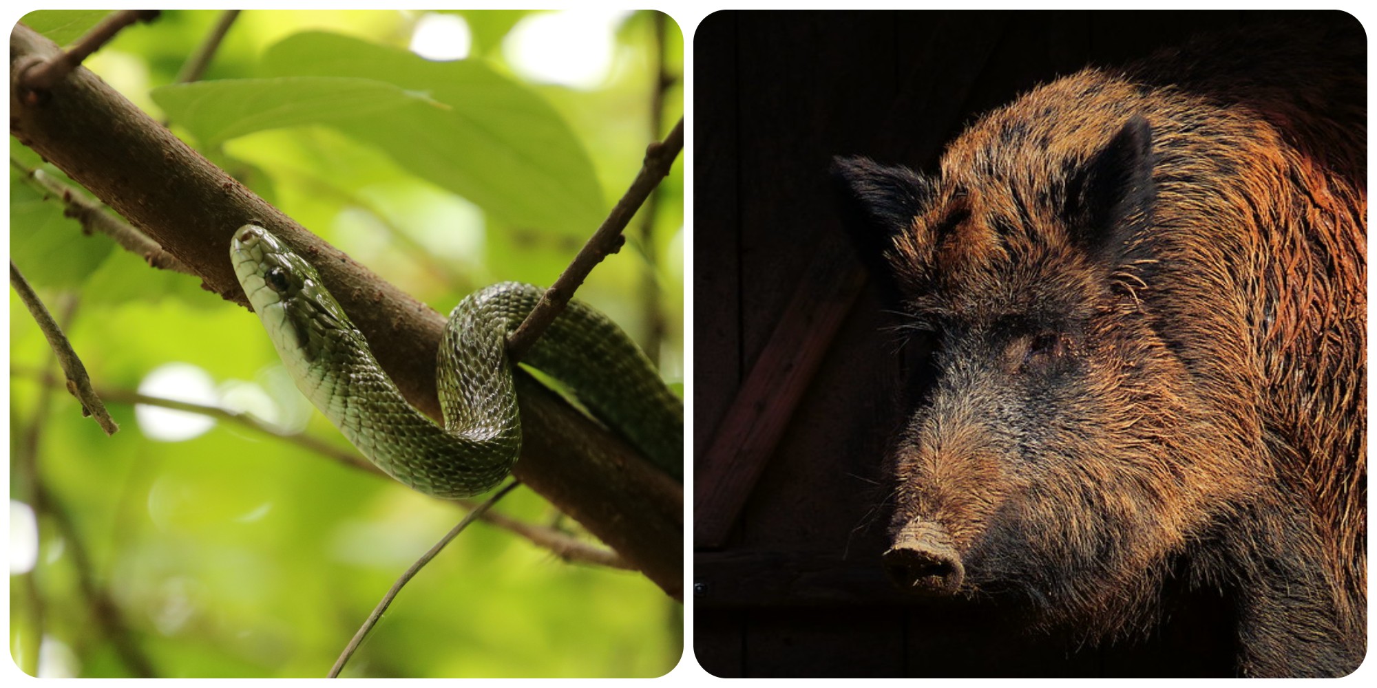 photo collage of a rat snake and a boar