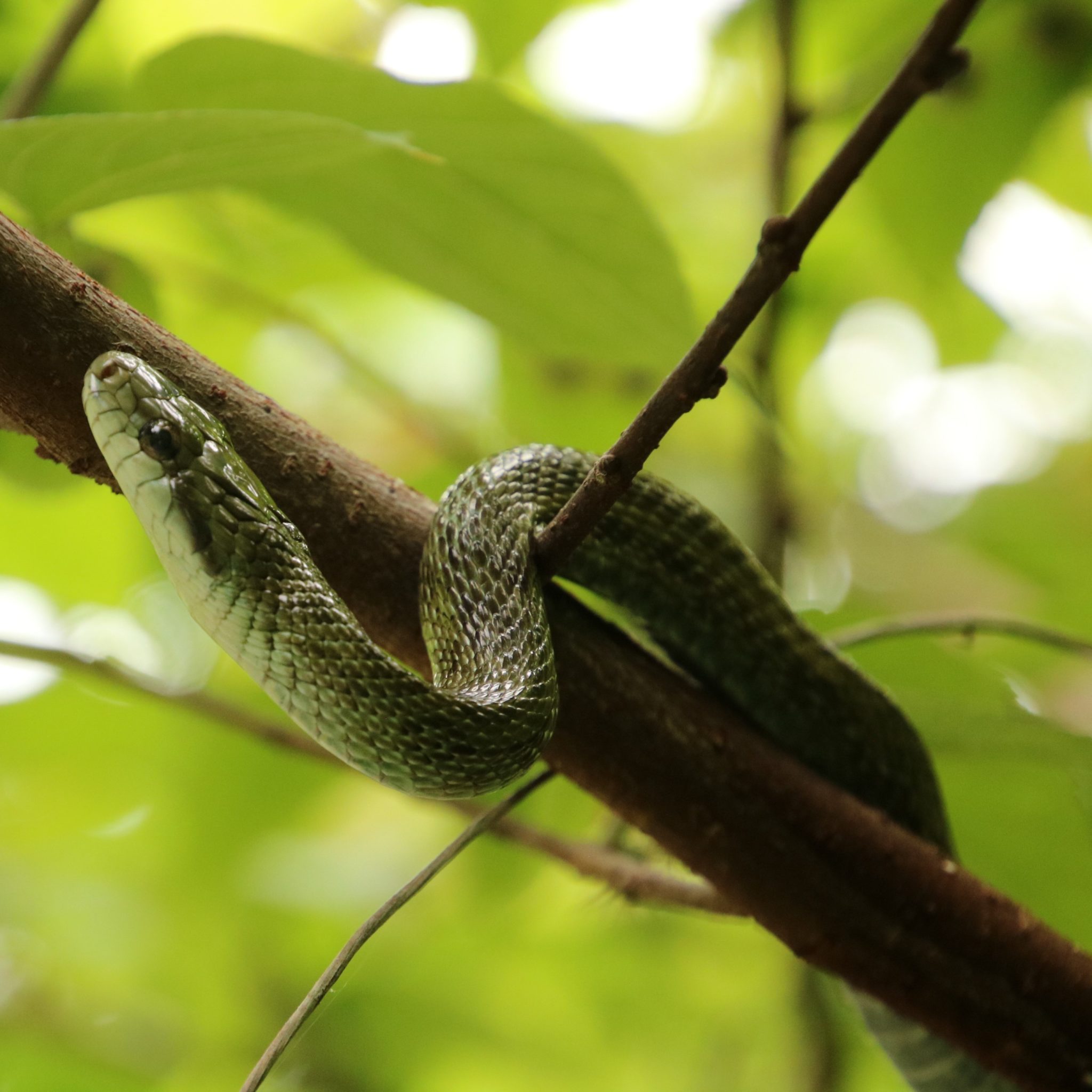 The research team studied rat snakes and wild boar across a range of radiation exposures, examining biomarkers of DNA damage and stress. Photos: Hanna