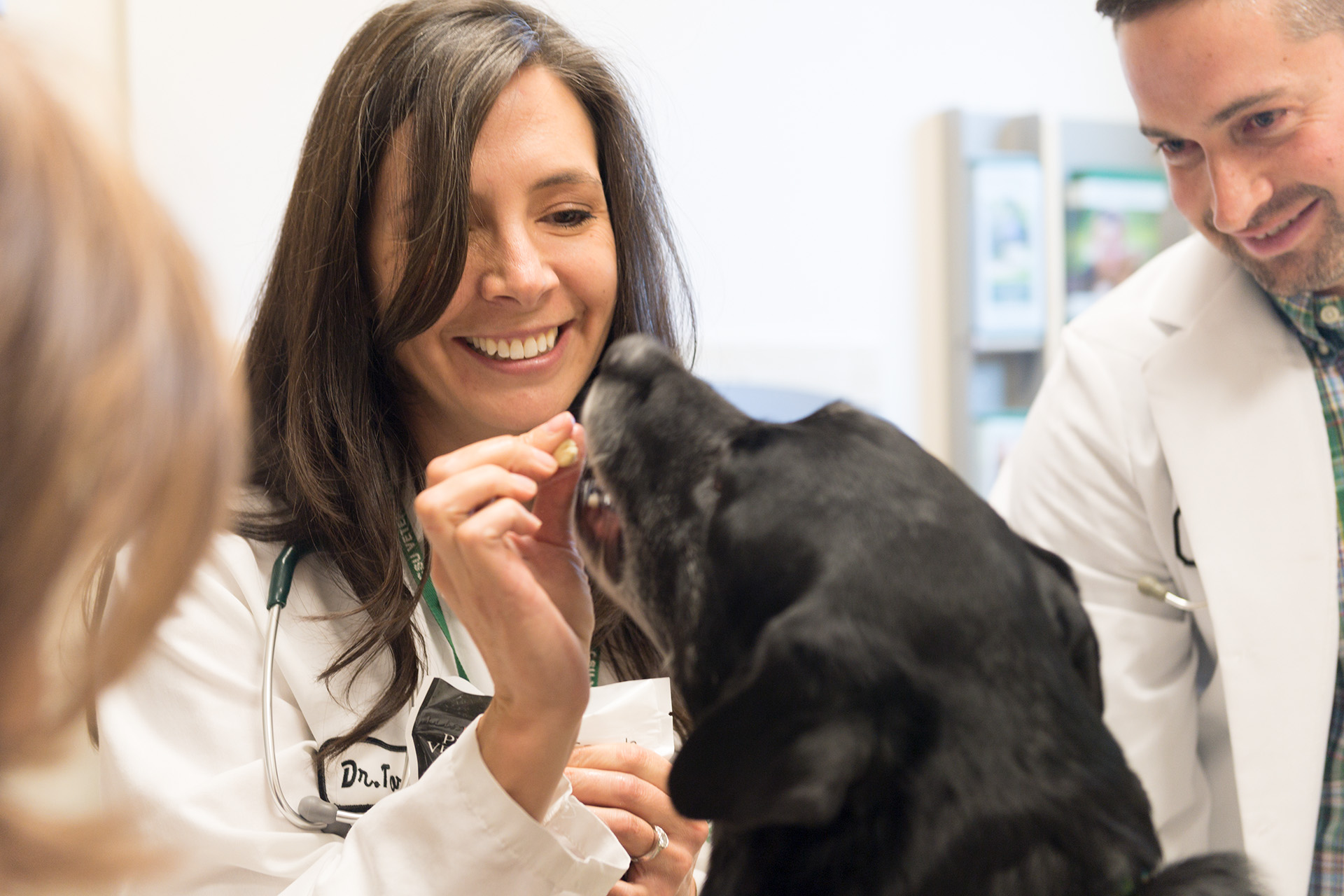 How to prepare your pet for a low-stress vet visit
