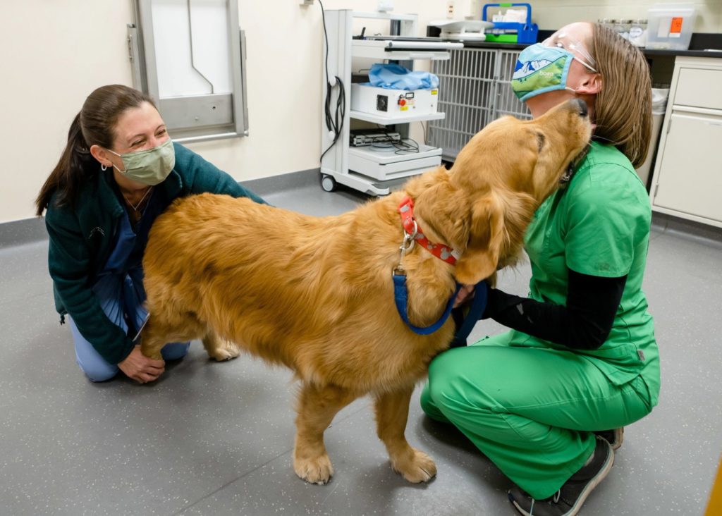 Veterinains examining a dog
