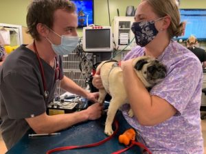 veterinarians with a pug