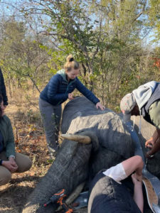 student works with darted elephant