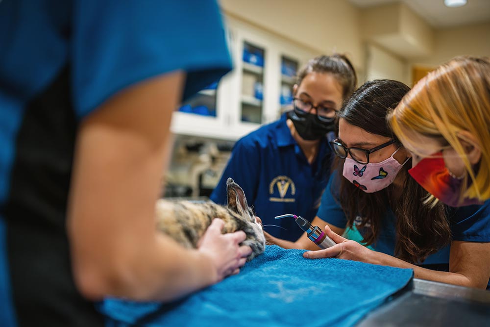 vet students working with an animal