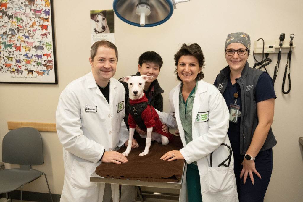 White dog with veterinary care team