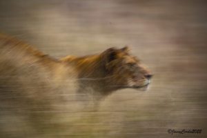 Blurry photo of a running lion