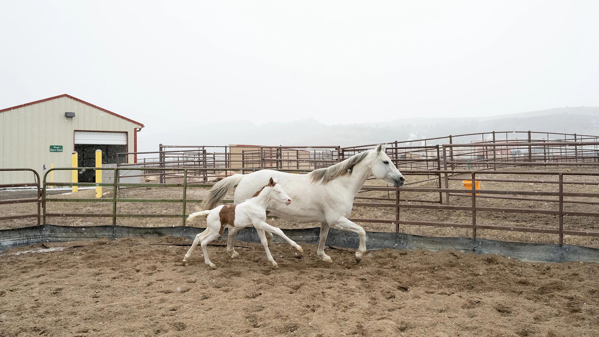New colt with surrogate mare