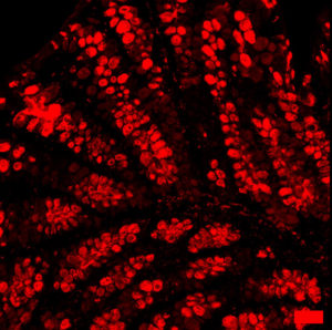 Mucus-producing goblet cells of the large intestine that contribute to the gut’s barrier. Image courtesy of Hayley Templeton.