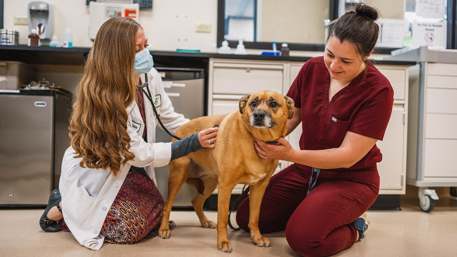 vet students with dog