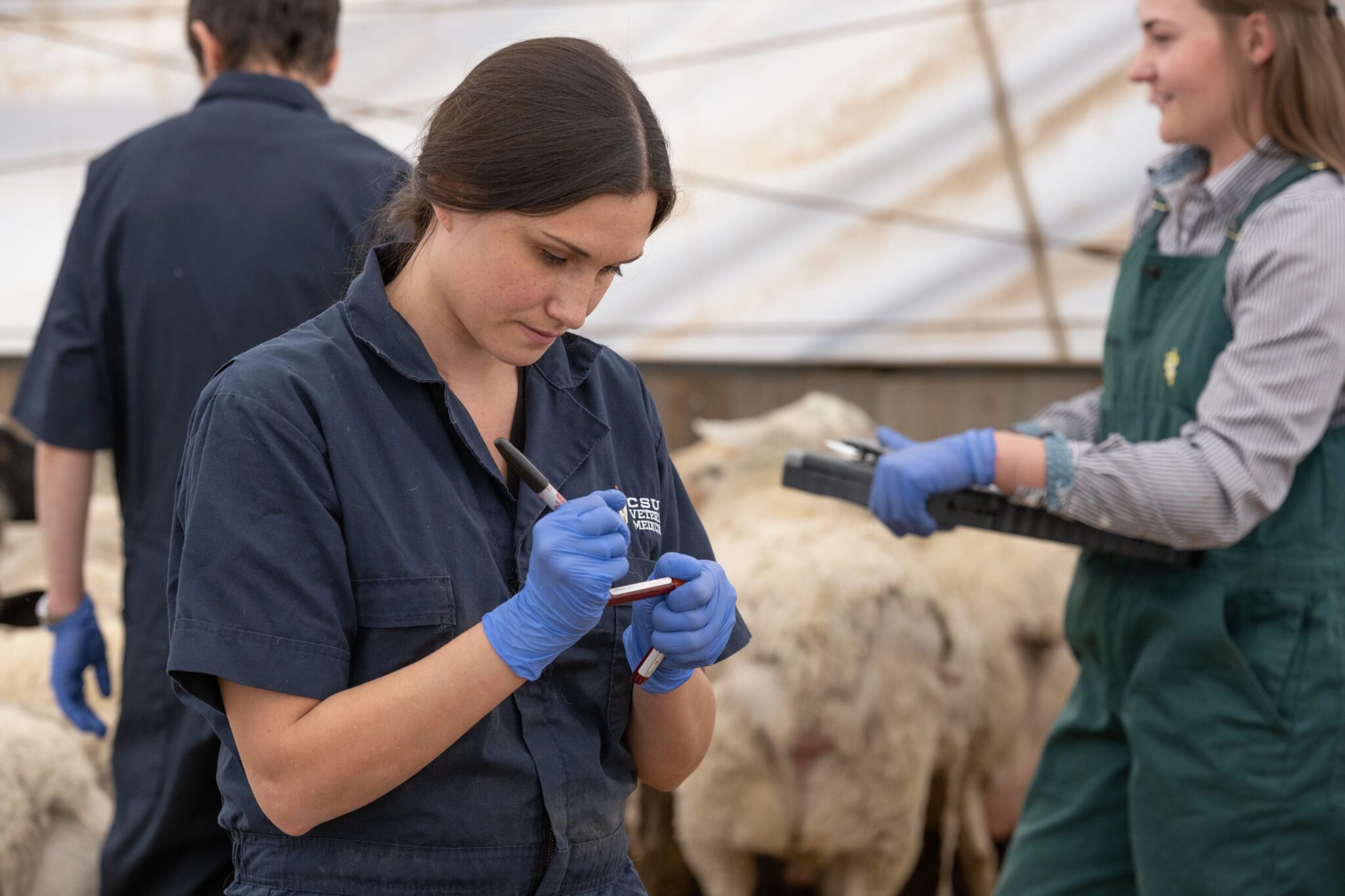 Female Postdoctoral fellow and their lab staff check the lambs at a Fort Collins farm.