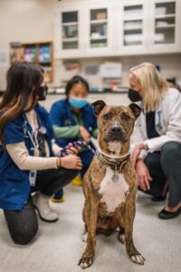 A dog gets a check-up in the Community Practice service from two veterinary students and a faculty member.