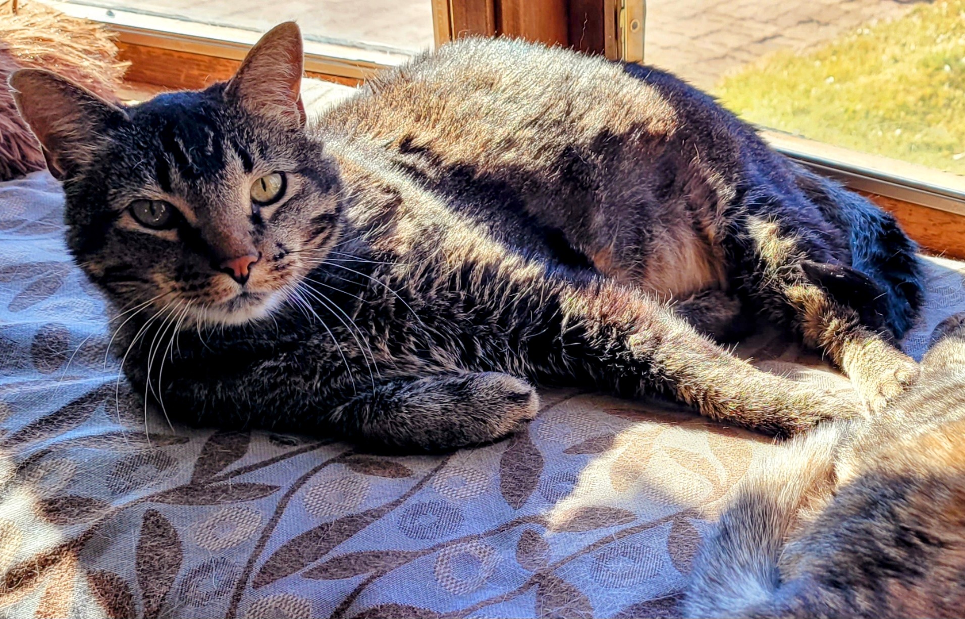 cat laying in sun