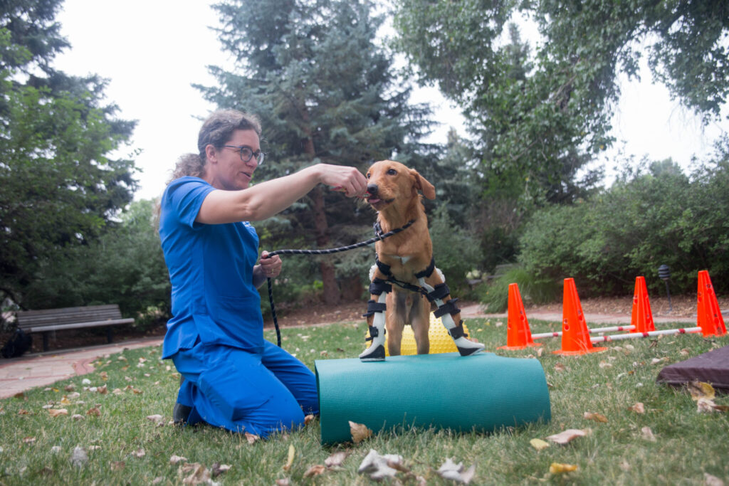 Laura Southworth works with Tim, a rescue dog was born with carpal flexor contractures.