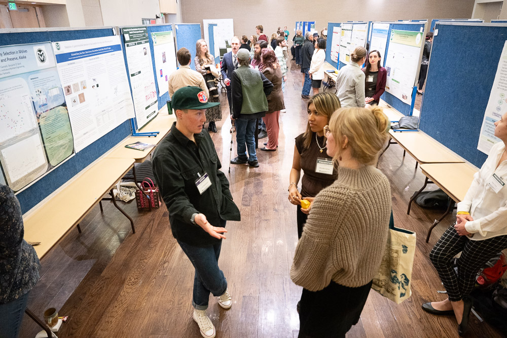 Students explain their research during the undergraduate poster show Keynote at the 2024 CVMBS Research Day. January 27, 2024