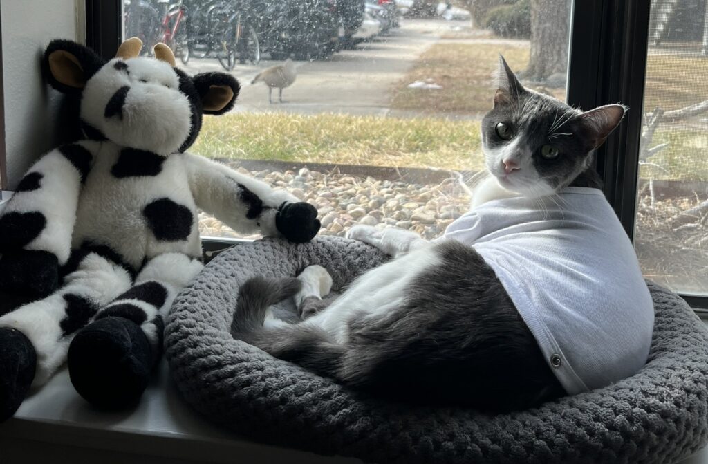 A grey and white cat sits in front of his window with a stuffed animal after recovering from a life-threatening incident