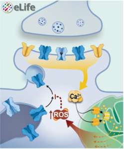 Illustration showing how Mitochondria can regulate the function of synapses, the junctions through which brain cells communicate, via the production of reactive oxygen species in response to the high calcium that occurs when synapses are activated.
