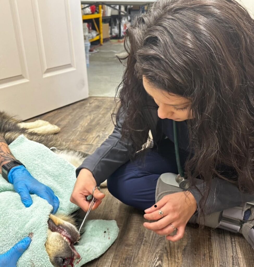 DVM Student Kena Hayes removes porcupine quills from a dog under sedation